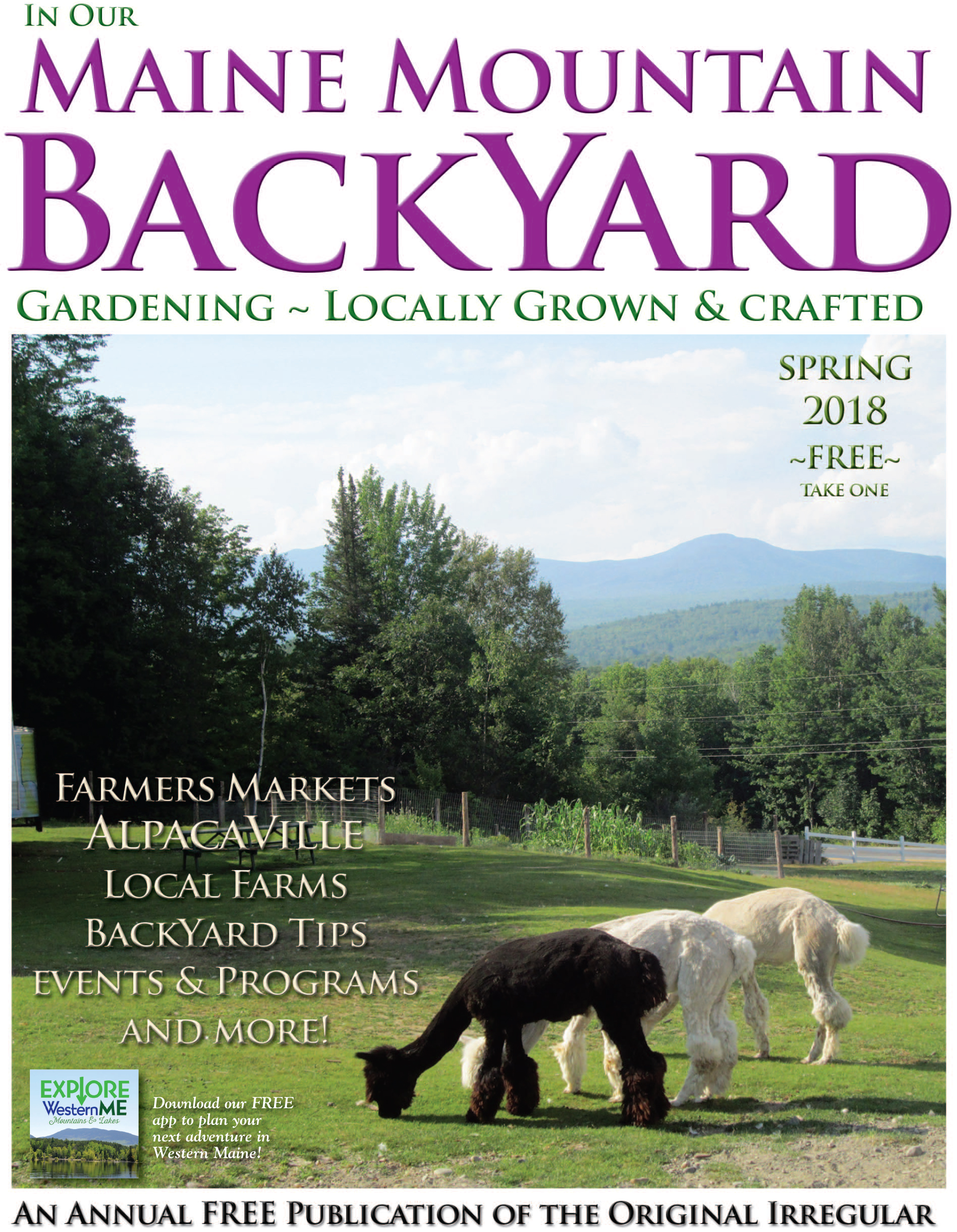 Alpacas enjoy grazing on a summer day at Alpacaville, located on Route 4 in Phillips. Alpacaville is a small family farm nestled within the Maine High Peaks.