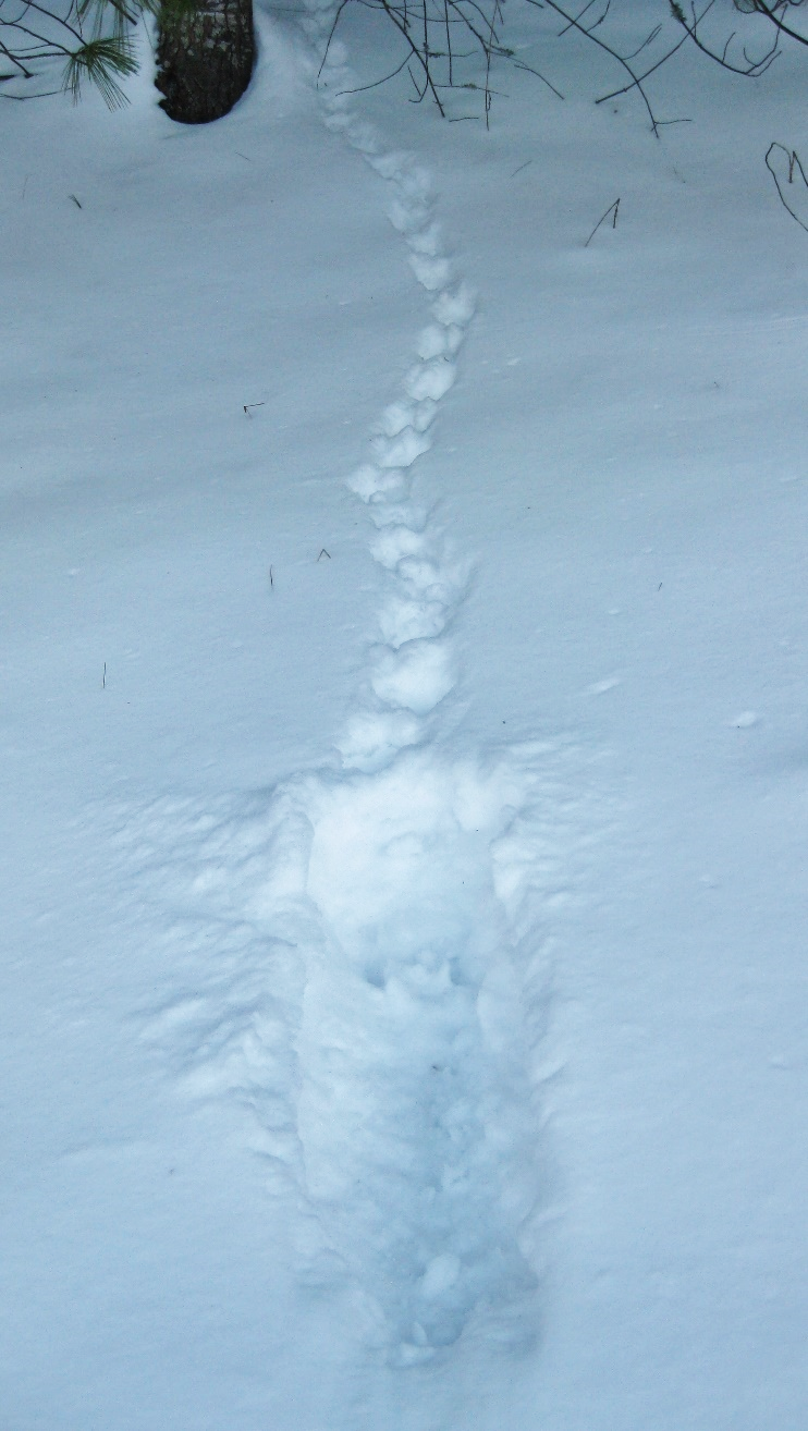 Grouse landing site and tracks in deep snow, heading to its snow roost.