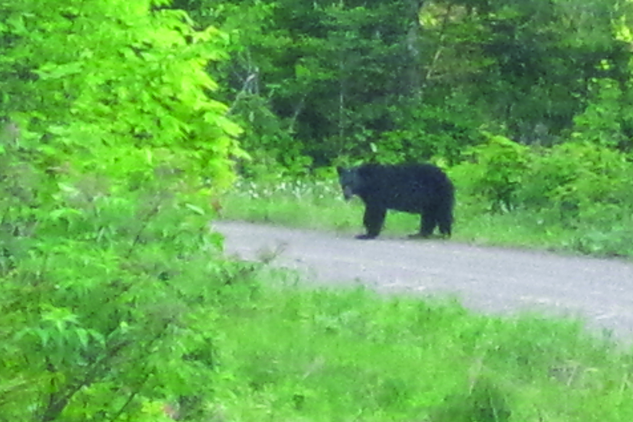 Black bear in spring.