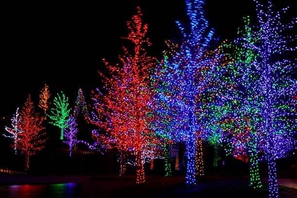 The Christmas Forest Of Maine