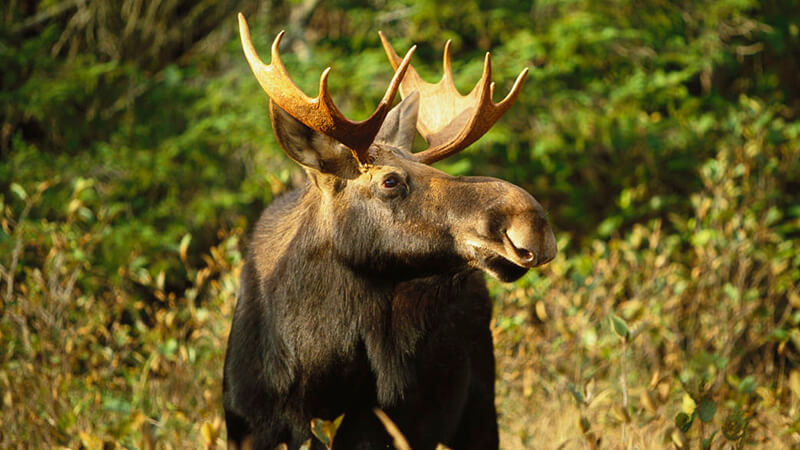 Look for the mighty moose between Eustis and Chain of Ponds.