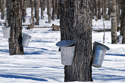 Maine Maple Sunday