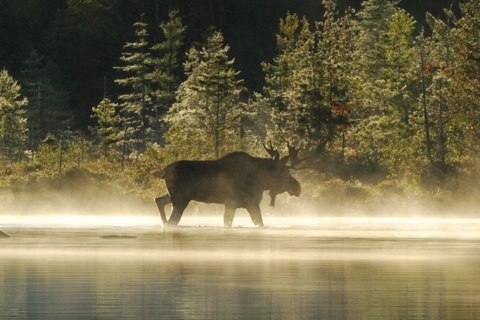 northeast moose tours