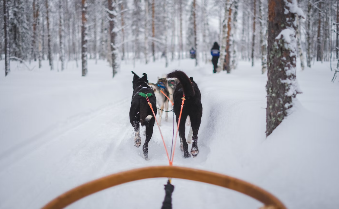 Dog Sledding Adventure in Northern Maine