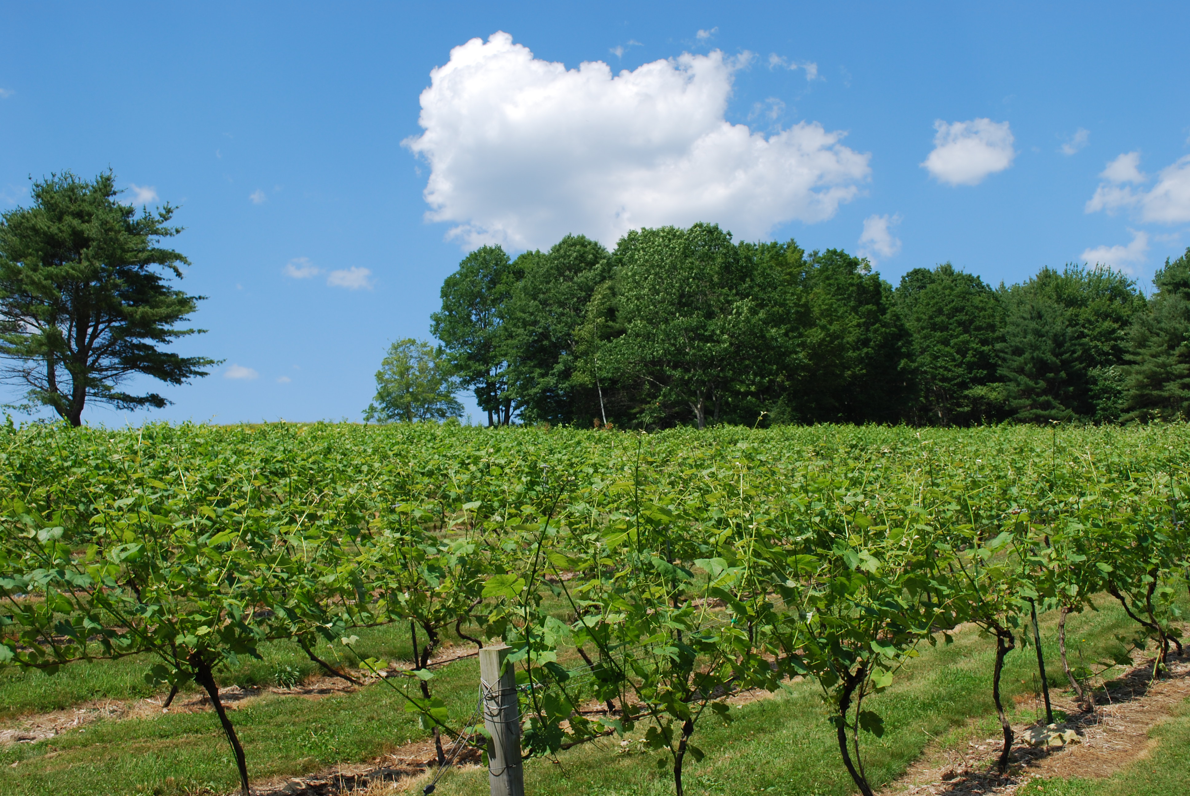 Savage Oakes Vineyard and Winery Visit Maine