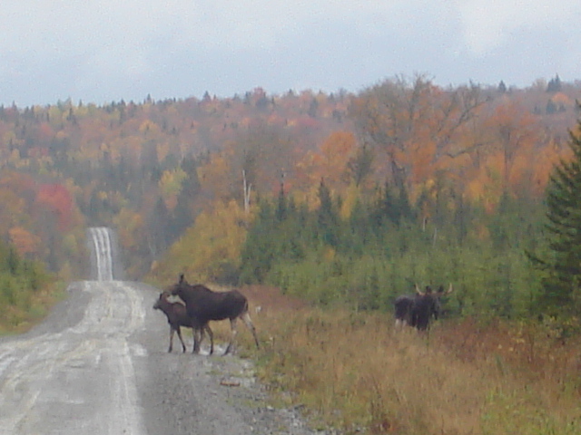 Moose family.