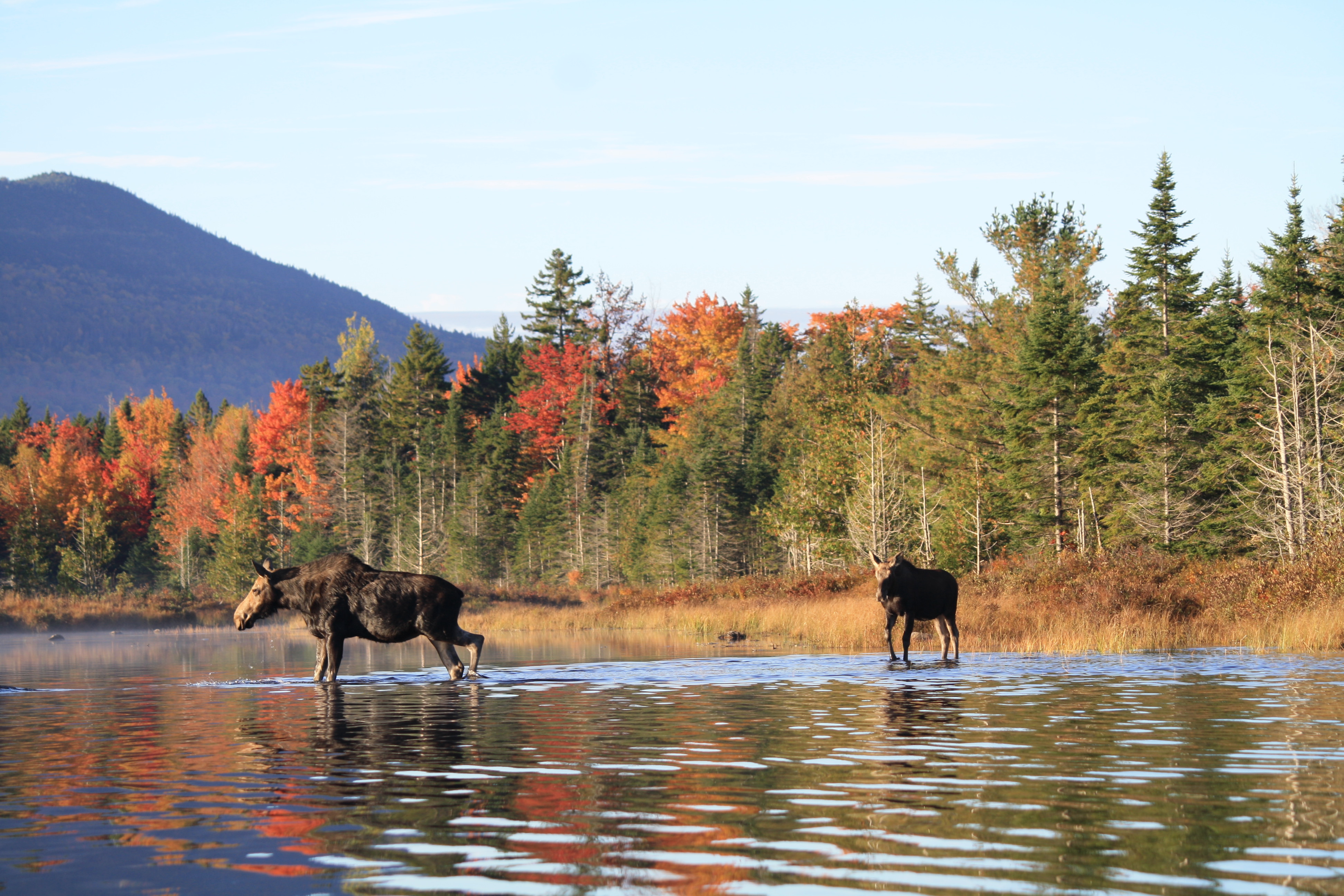 northeast moose tours