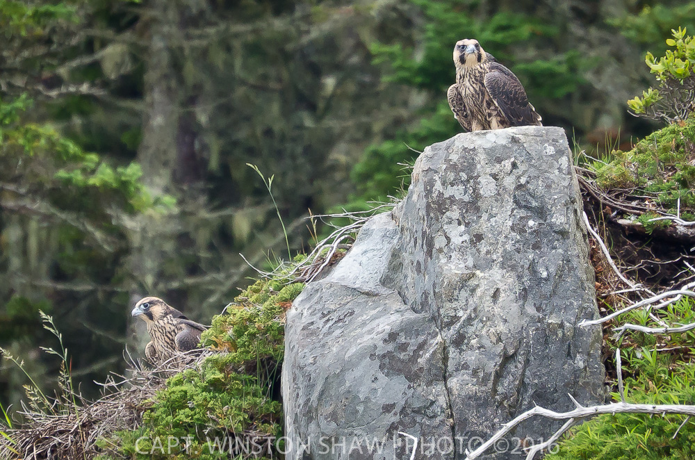 Peregrine Hawk Young