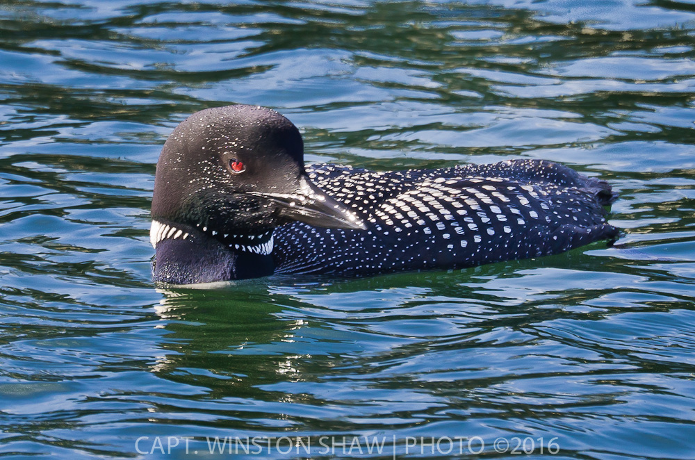 Common Loon