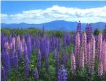 Lupine Festival - Art, Crafts & Antiques