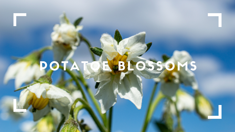 Potato blossoms last about three weeks - but each field blooms at a different time depending on when it was planted and hyper local weather conditions.