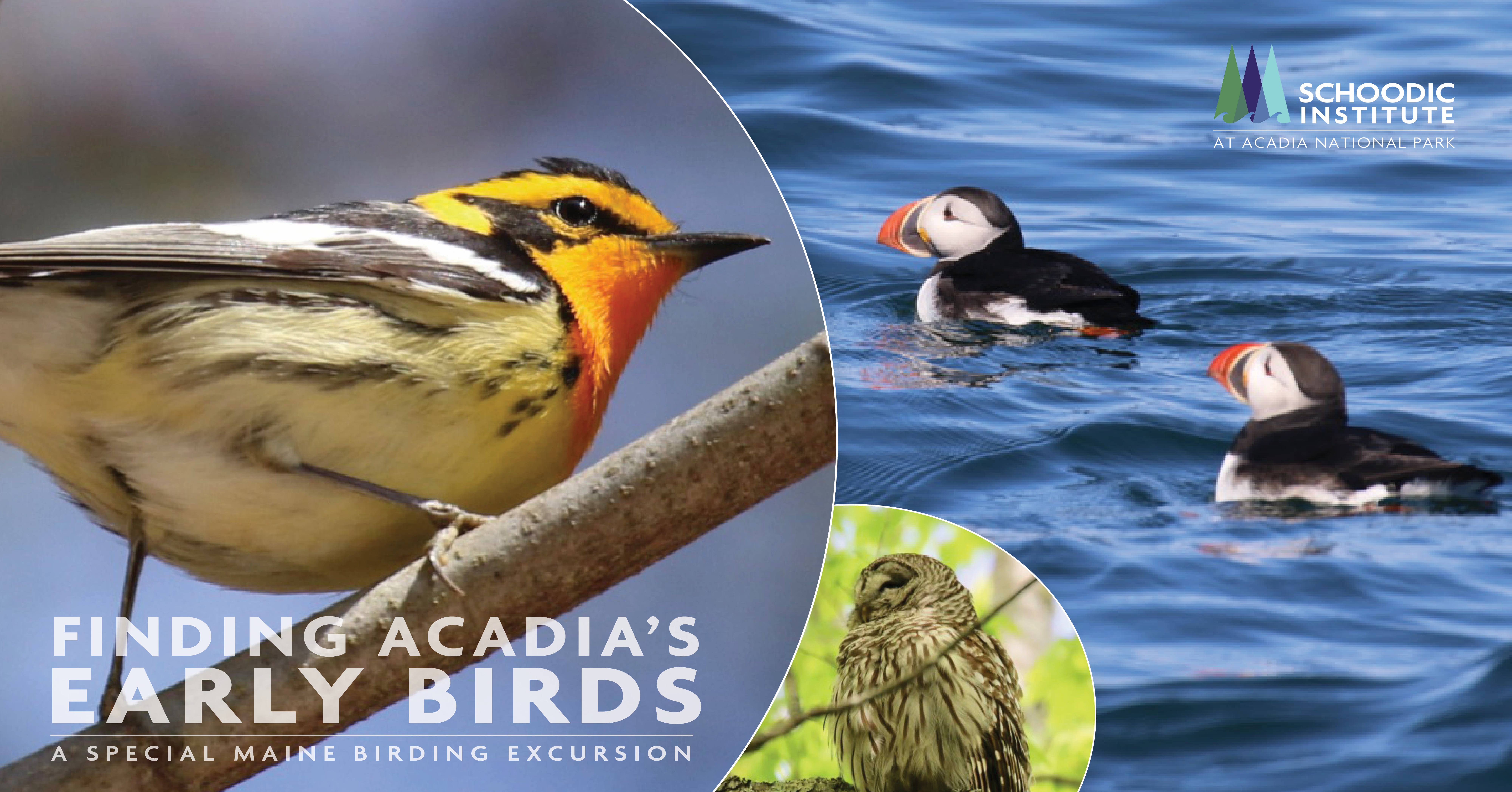 Finding Acadia’s Early Birds: A Special Maine Birding Excursion
