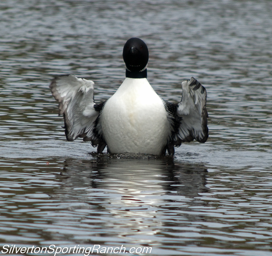 Loon on the lake.