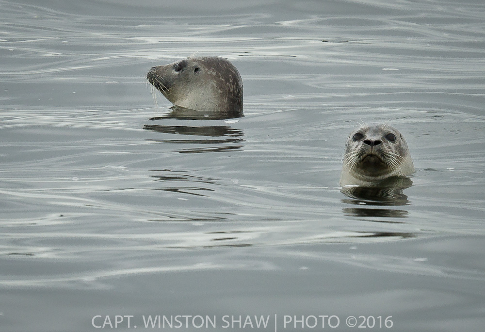 Harbor Seal Pups