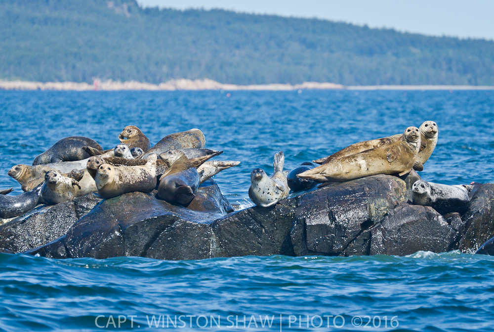Harbor Seal Haulout