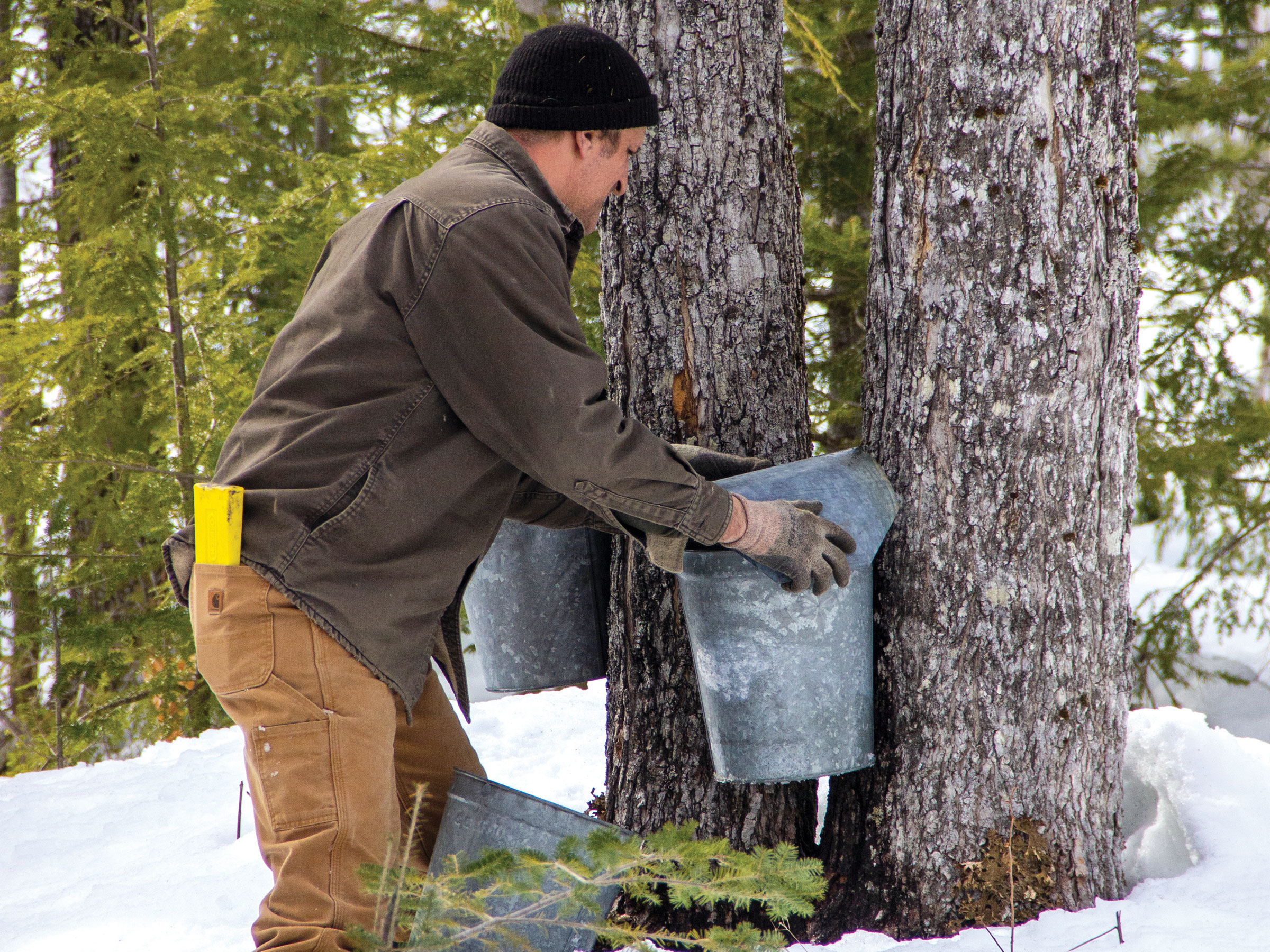 maple tapping