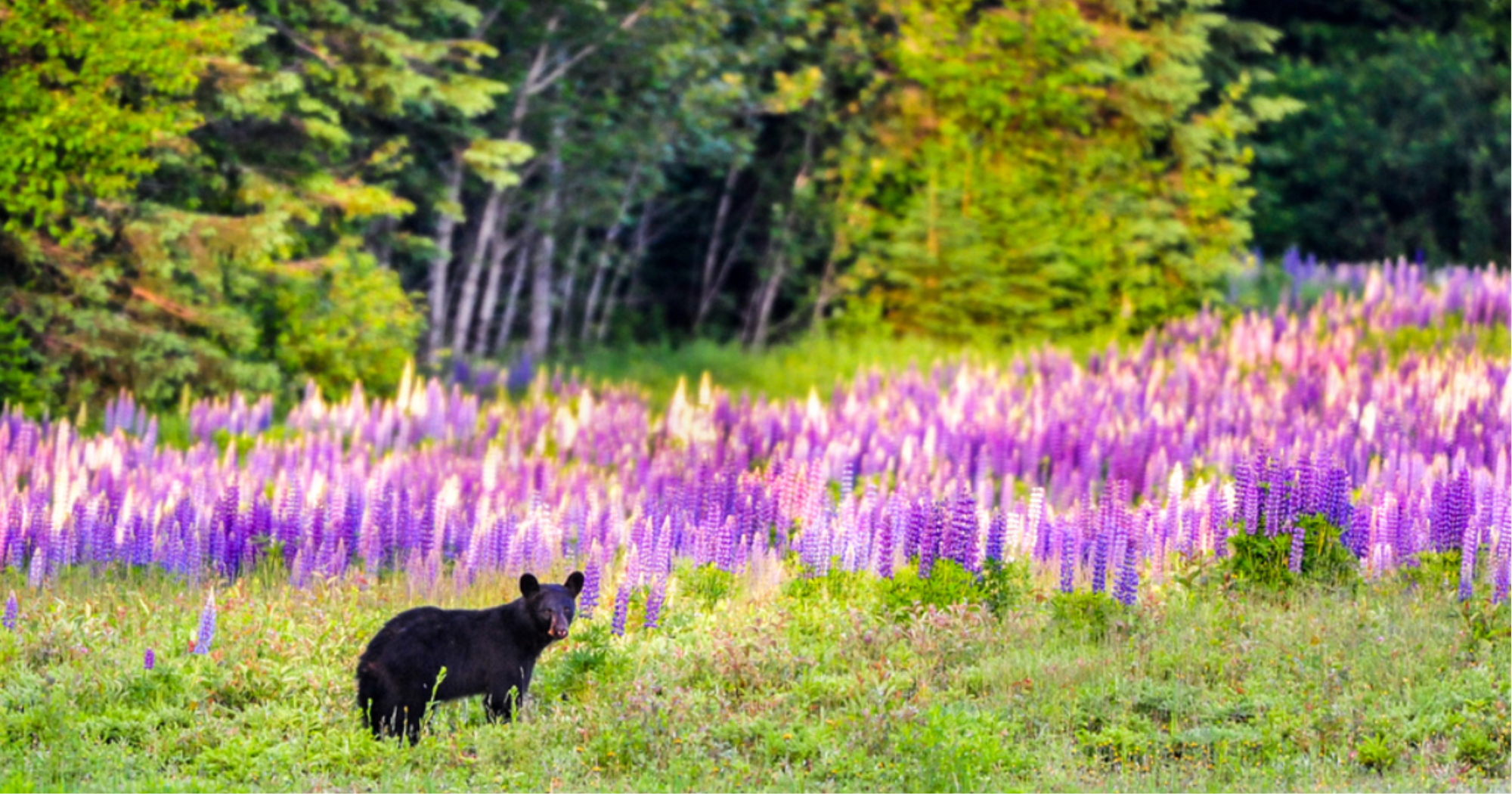 The prolific lupines of Maine’s countryside are actually native to the West Coast and have only been here since the 1950s