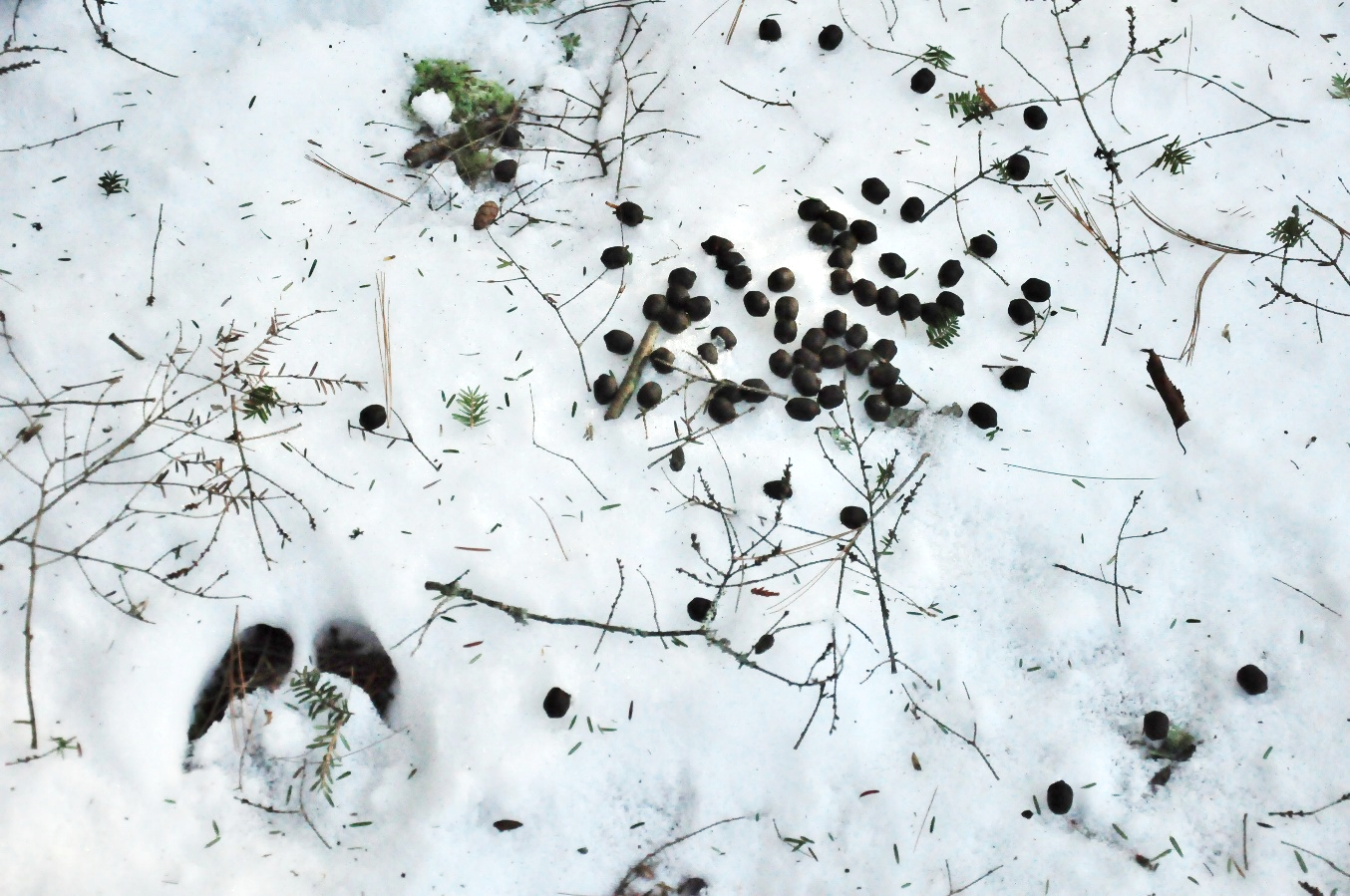 Hoof print with deer pellets