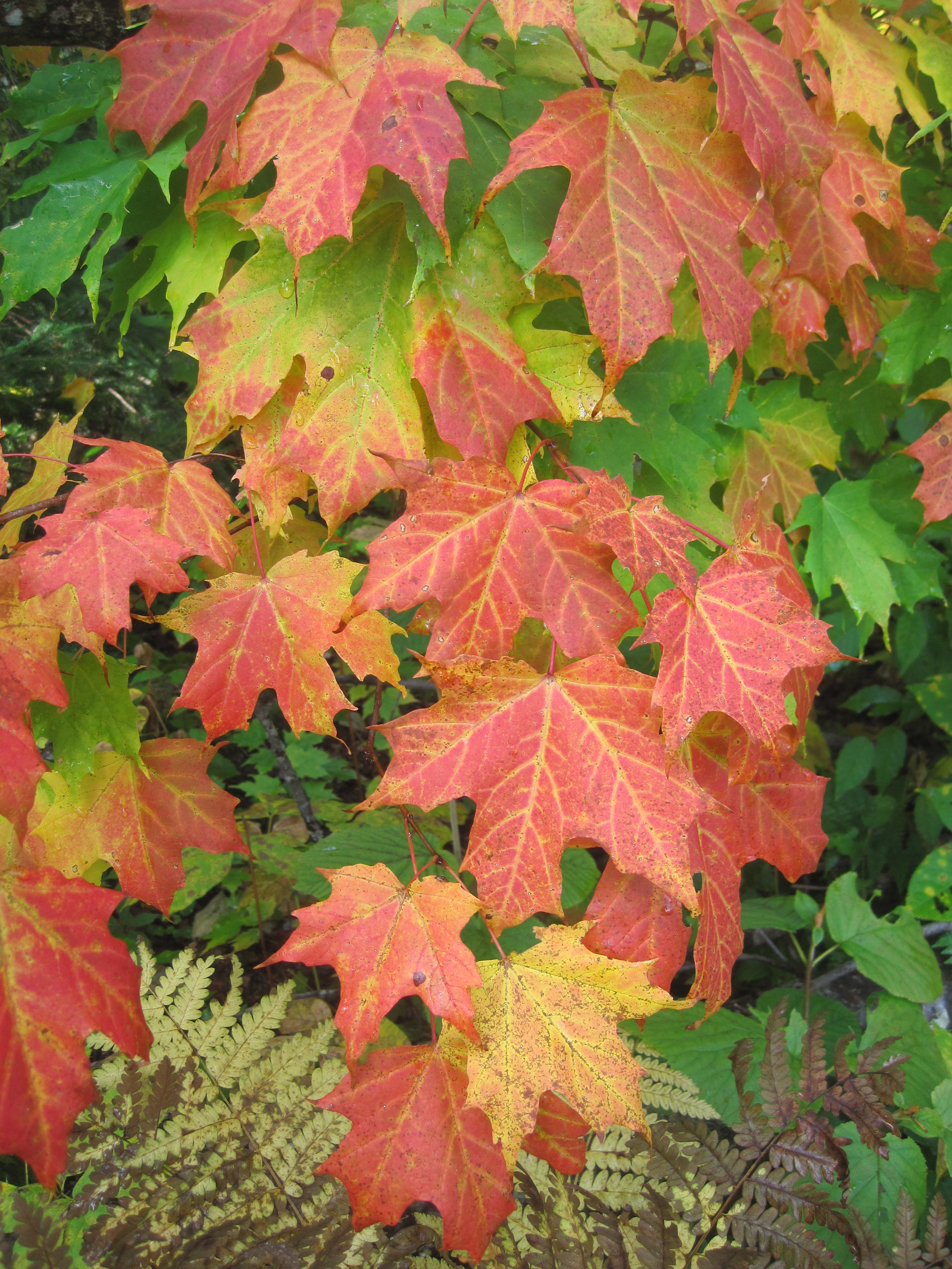 Fall foliage.