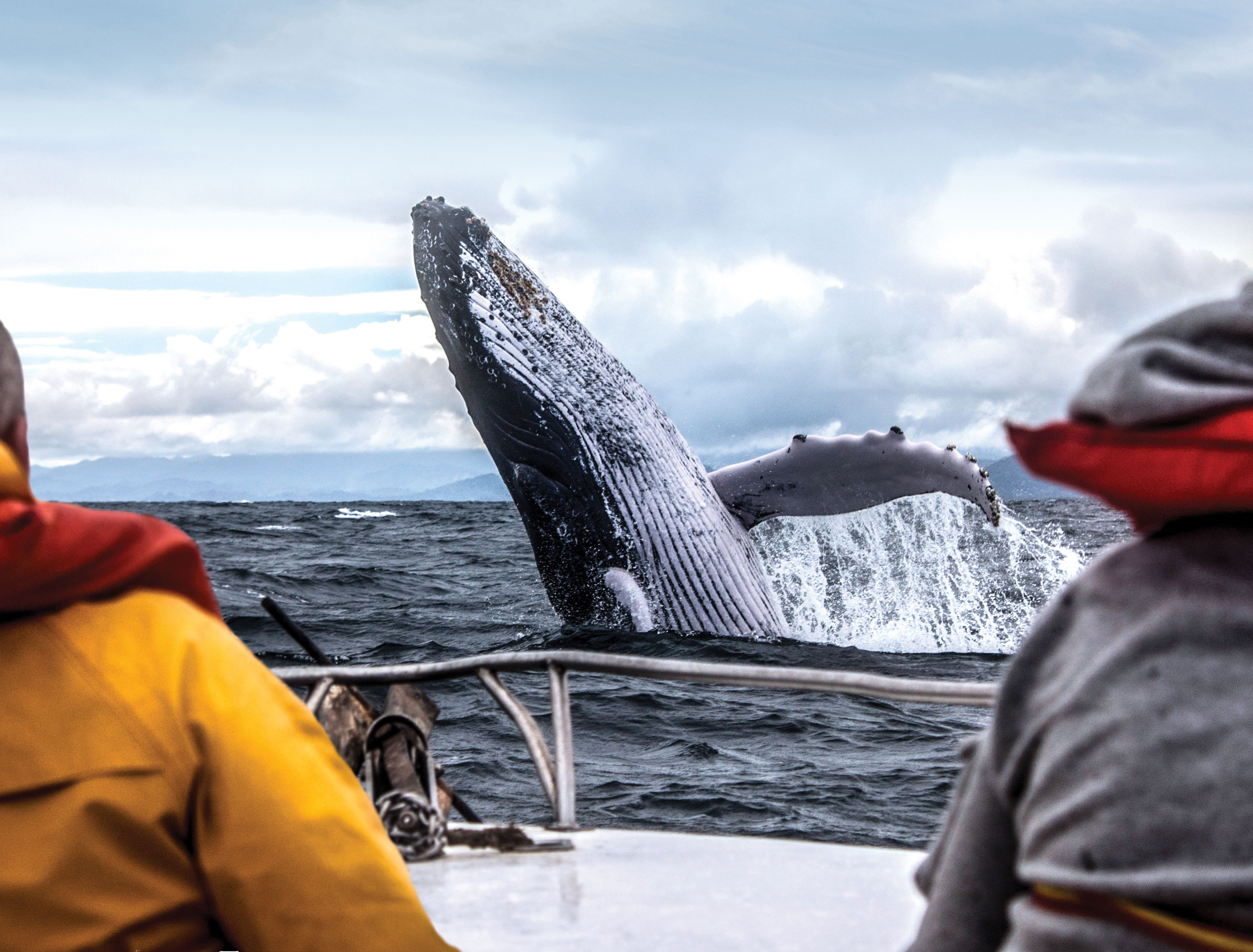 Whale Watching Tour Menu on the Island Explorer 5