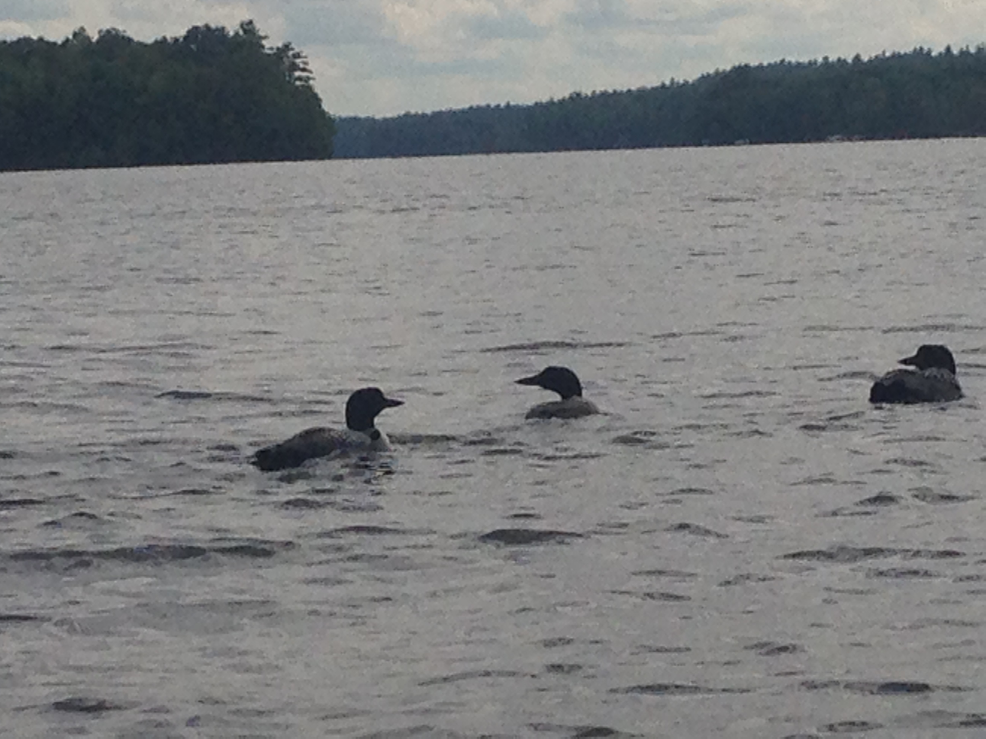Loons on Cobbosseecontee Lake