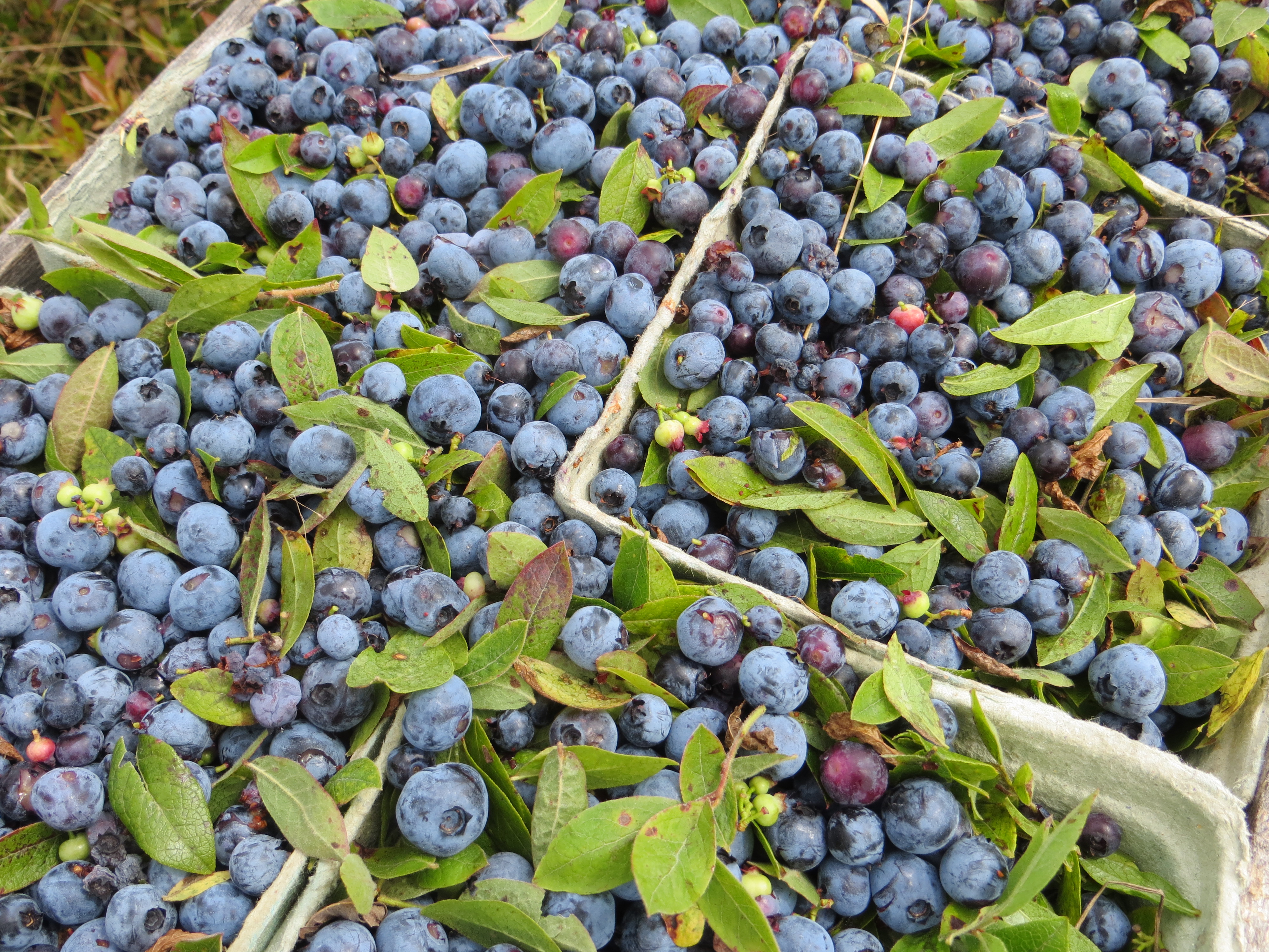 Wild Blueberry Weekend