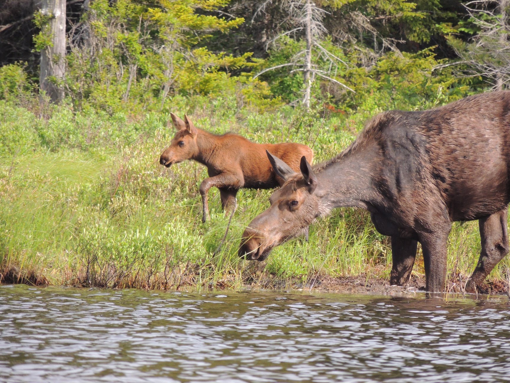 moose tours near ellsworth me