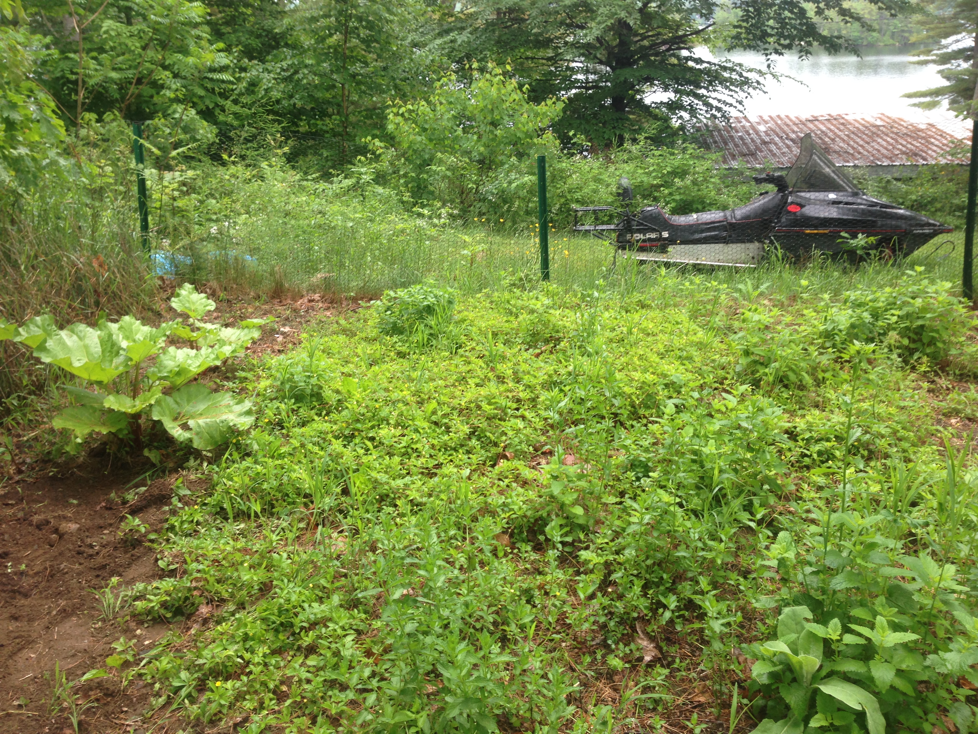 Plants and herbs