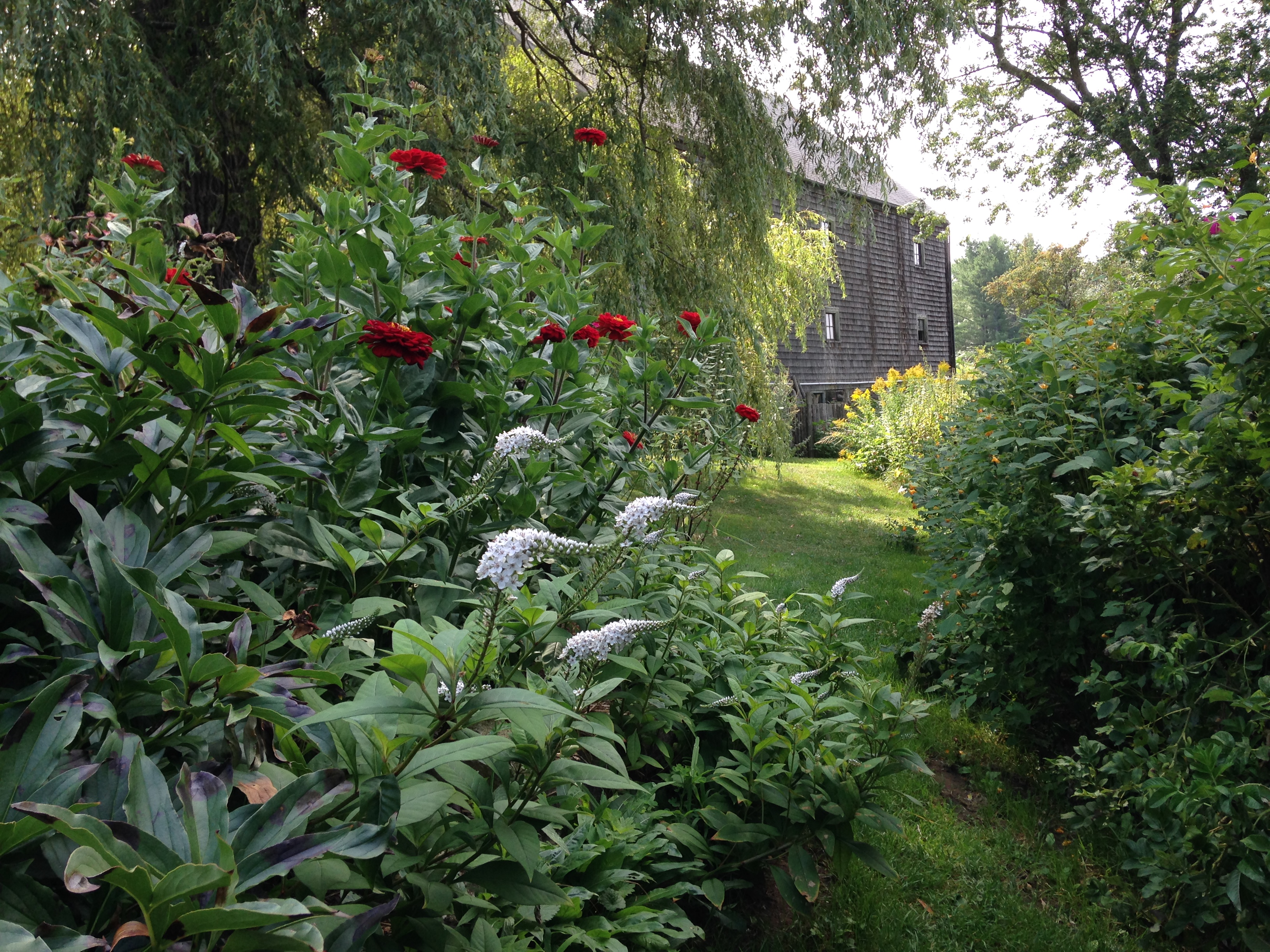 Zinnias and beach rose line the pathway to the back gardens of Avena Botanicals.