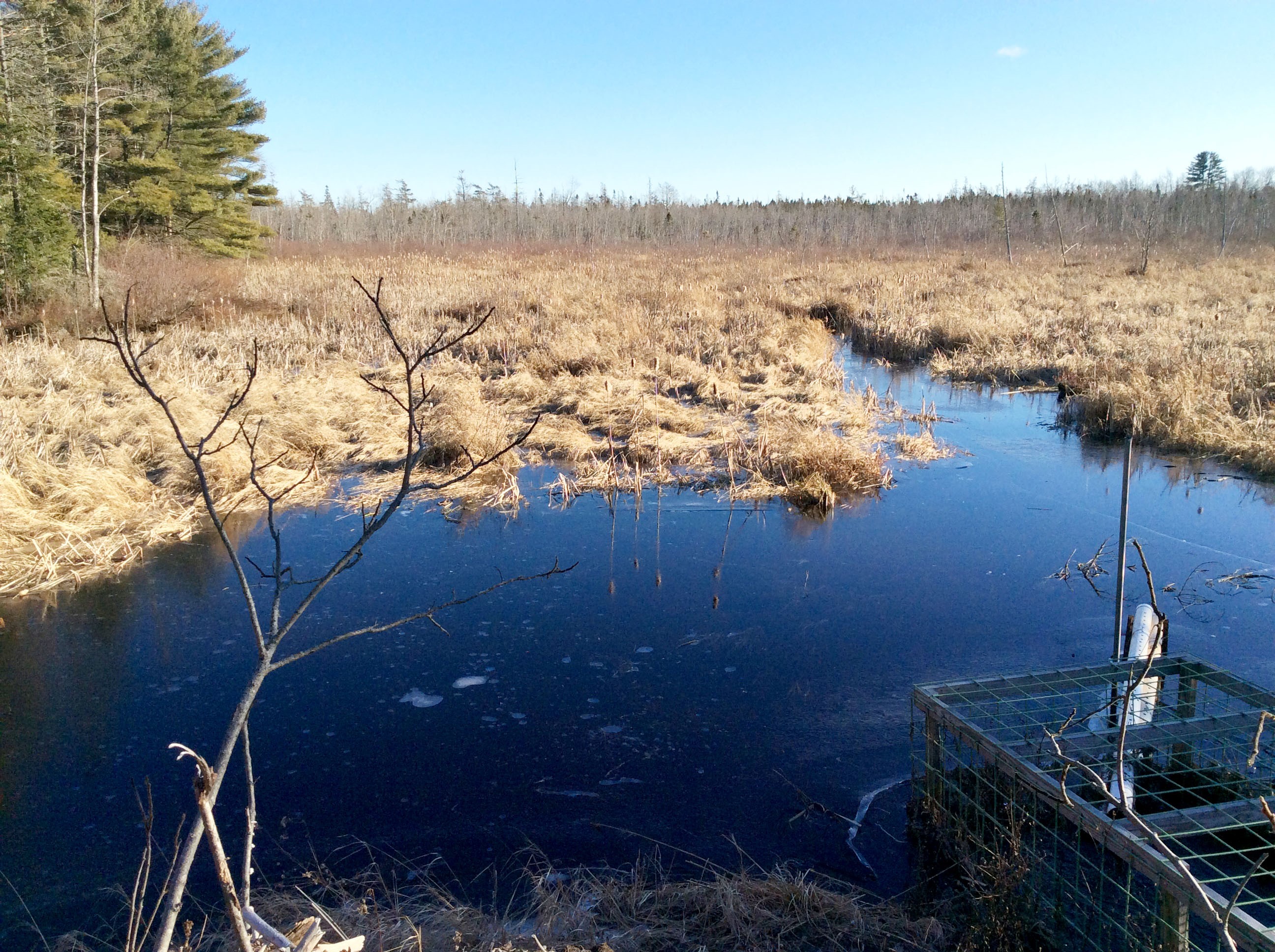 Orono landscapes provide a view of habitat for beaver, heron and pond life.