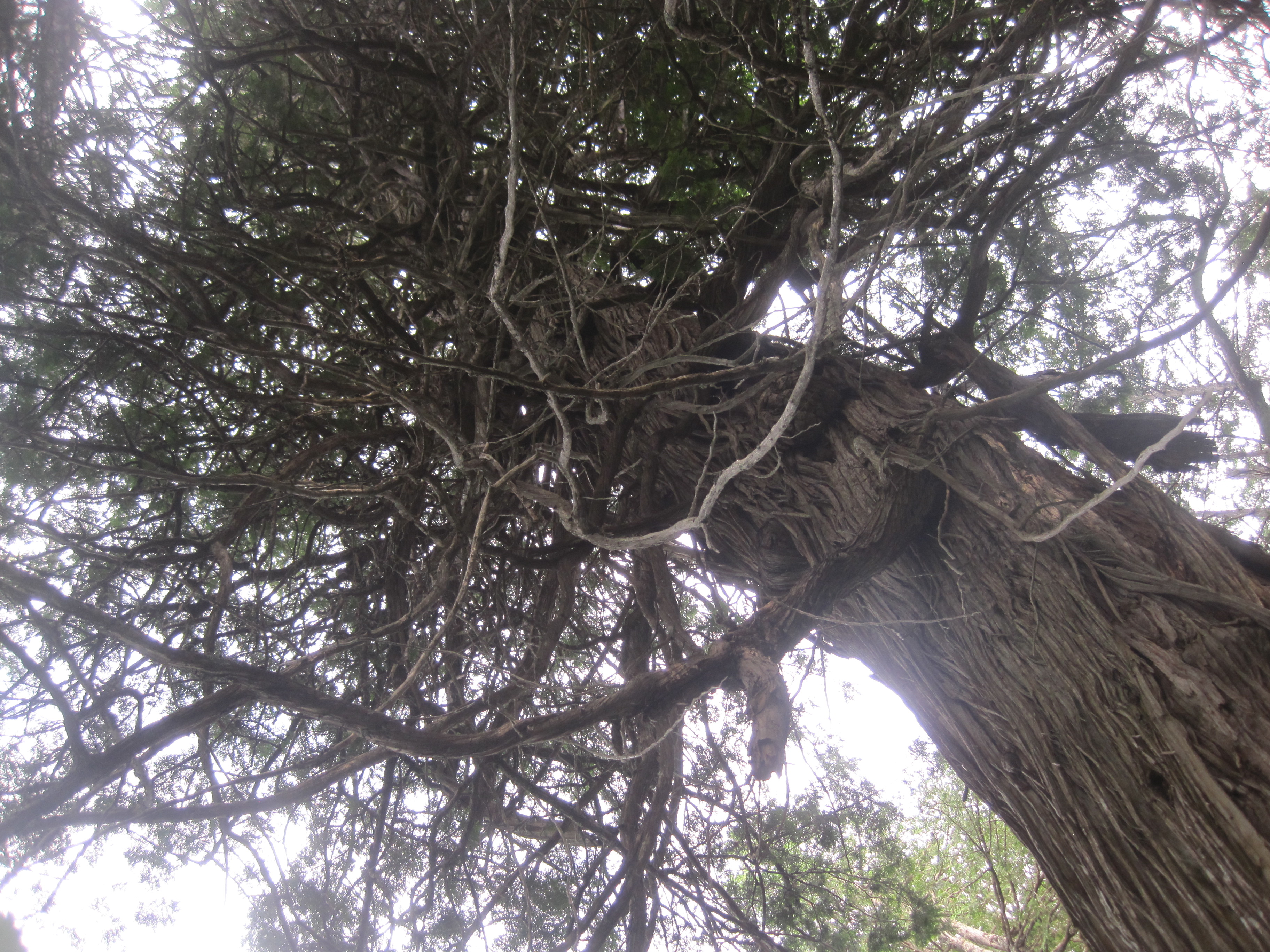 Maine's largest cedar tree.