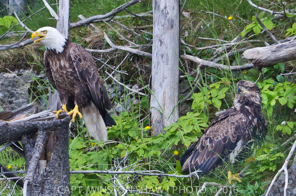 Adult & Subadult Bald Eagle