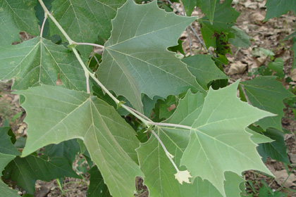 Leaves