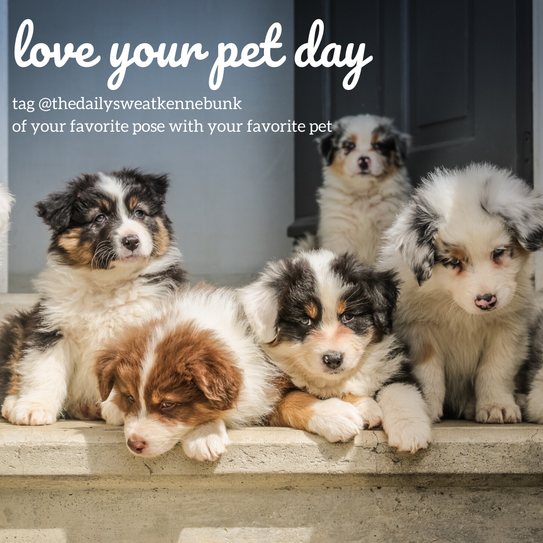 love your pet day