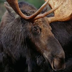 Moose watching in Maine.