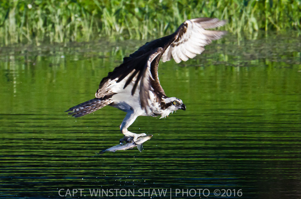 Osprey With Fish
