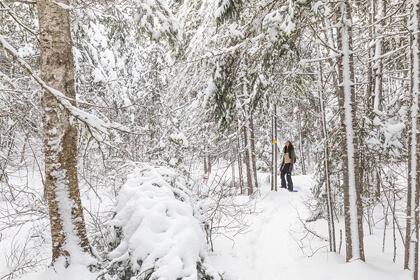 Hiker in snowy trees