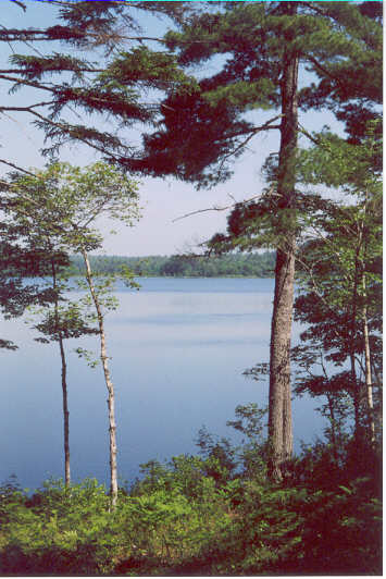 Great Pond Cabins