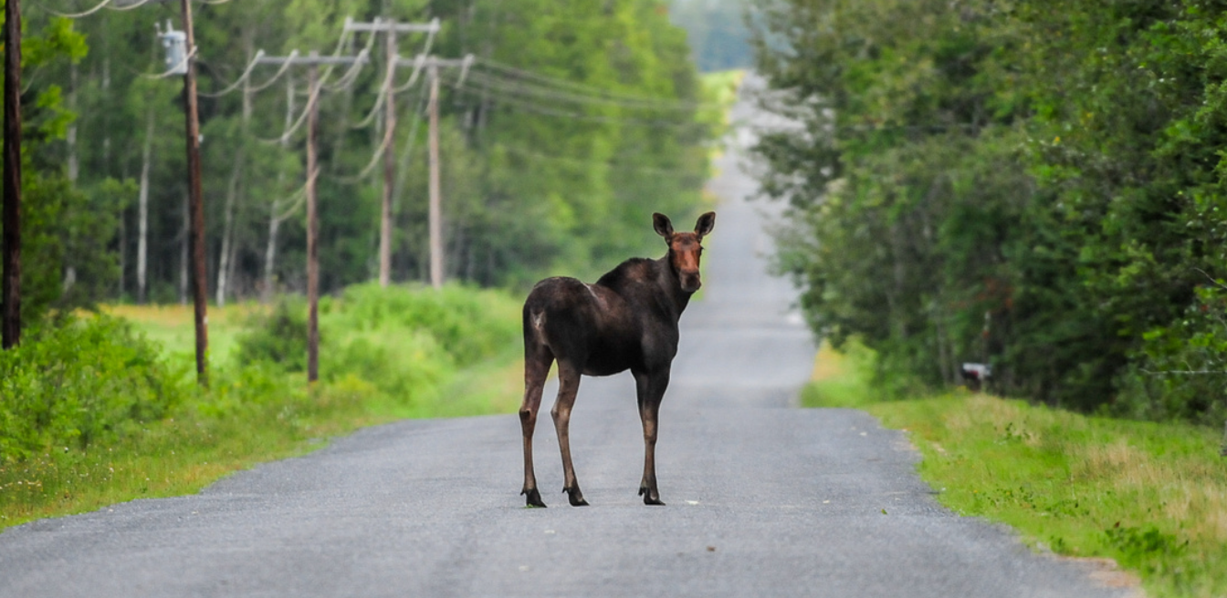 Moose are difficult to see at night. They are so tall that their eyes are  above the headlight beam of cars therefore the eyes do not reflect vehicle headlight beams like other animals.