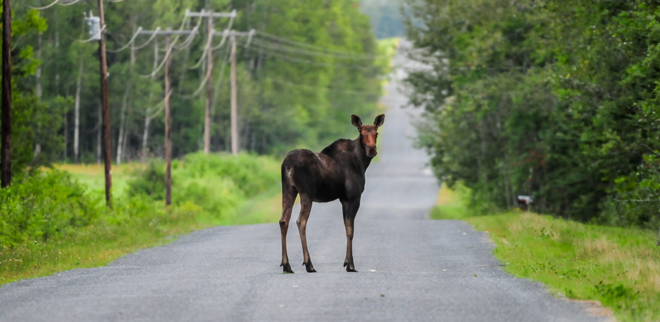 Maine Moose