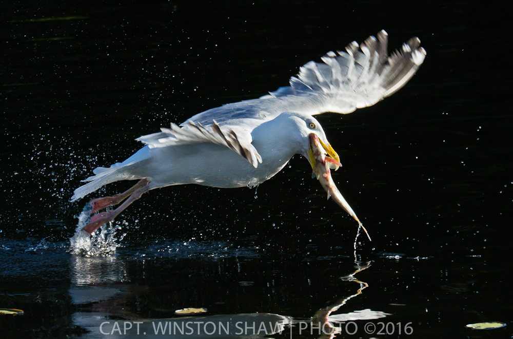 Herring Gull Catches Fish