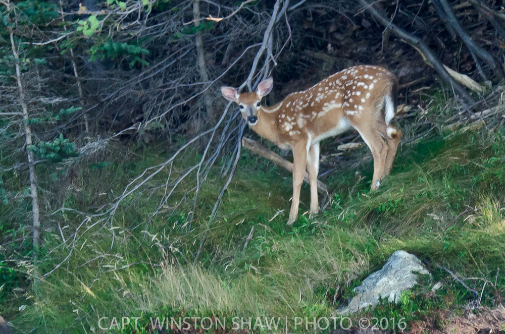 White Tailed Fawn