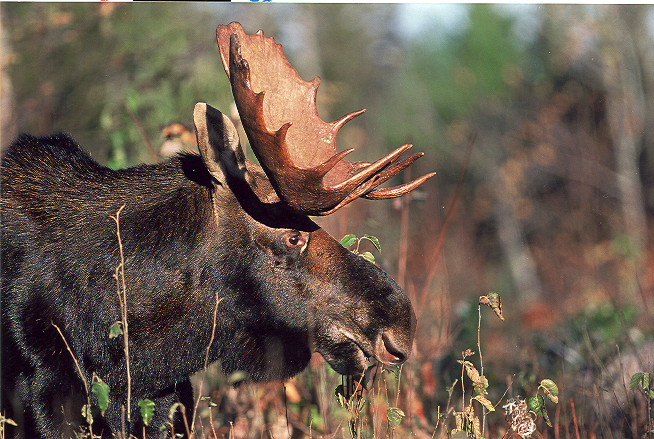 new england moose tours