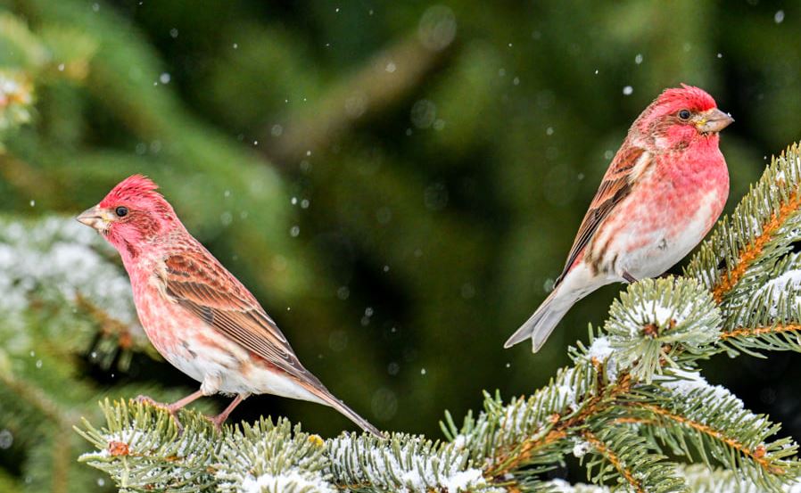 Aroostook County Bird Watching