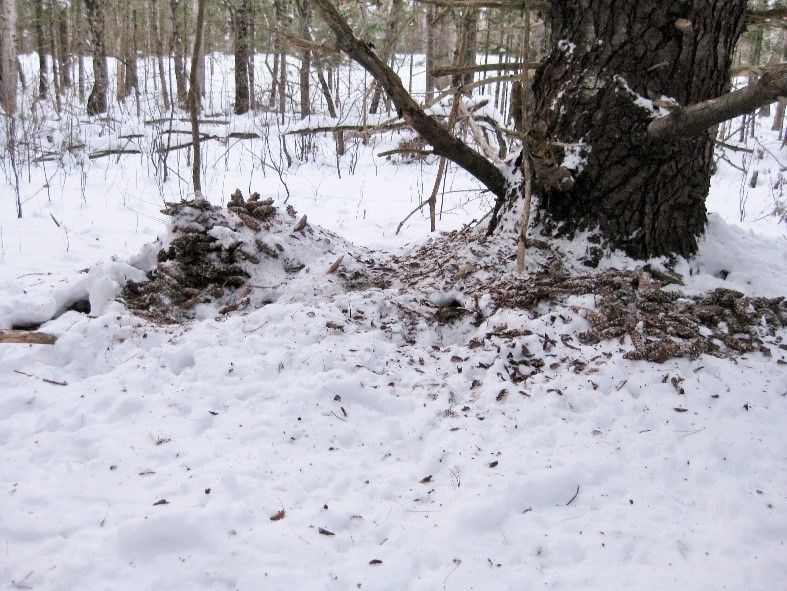 Red squirrel pinecone cache