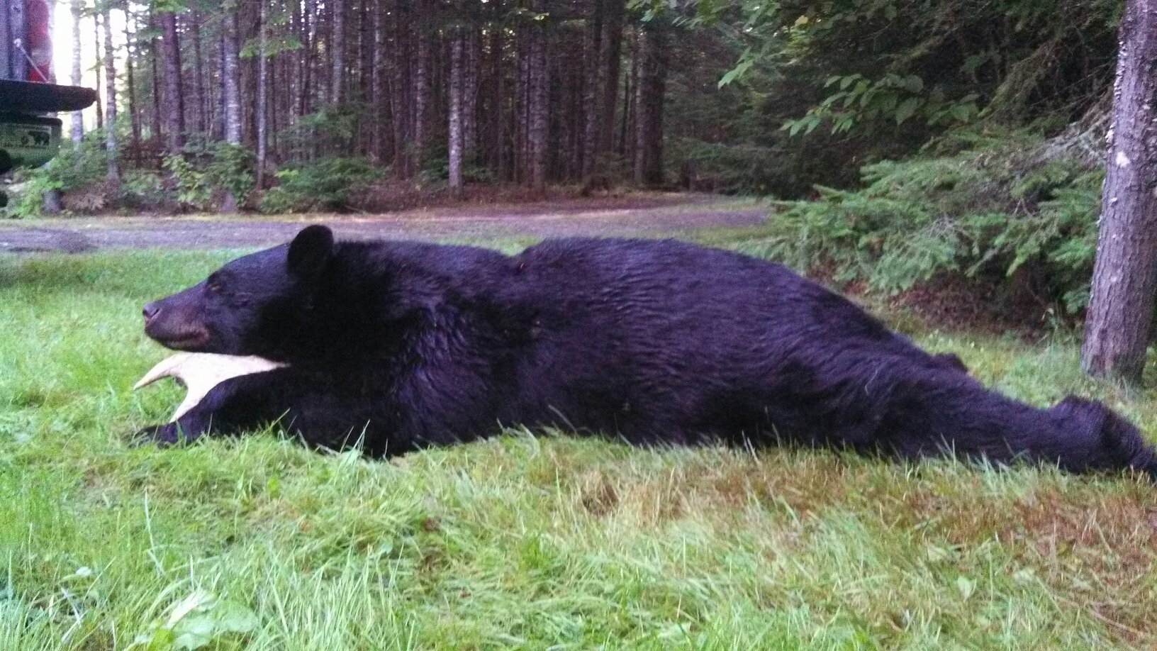 400 plus pound bear, beautiful creature, we eat and honor