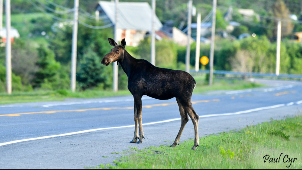 Watch for moose and other wildlife! Sometime they do sneak up on you!