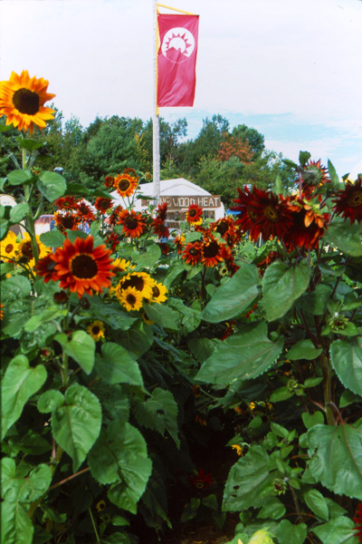 Sunflowers at the Common Ground Fair.