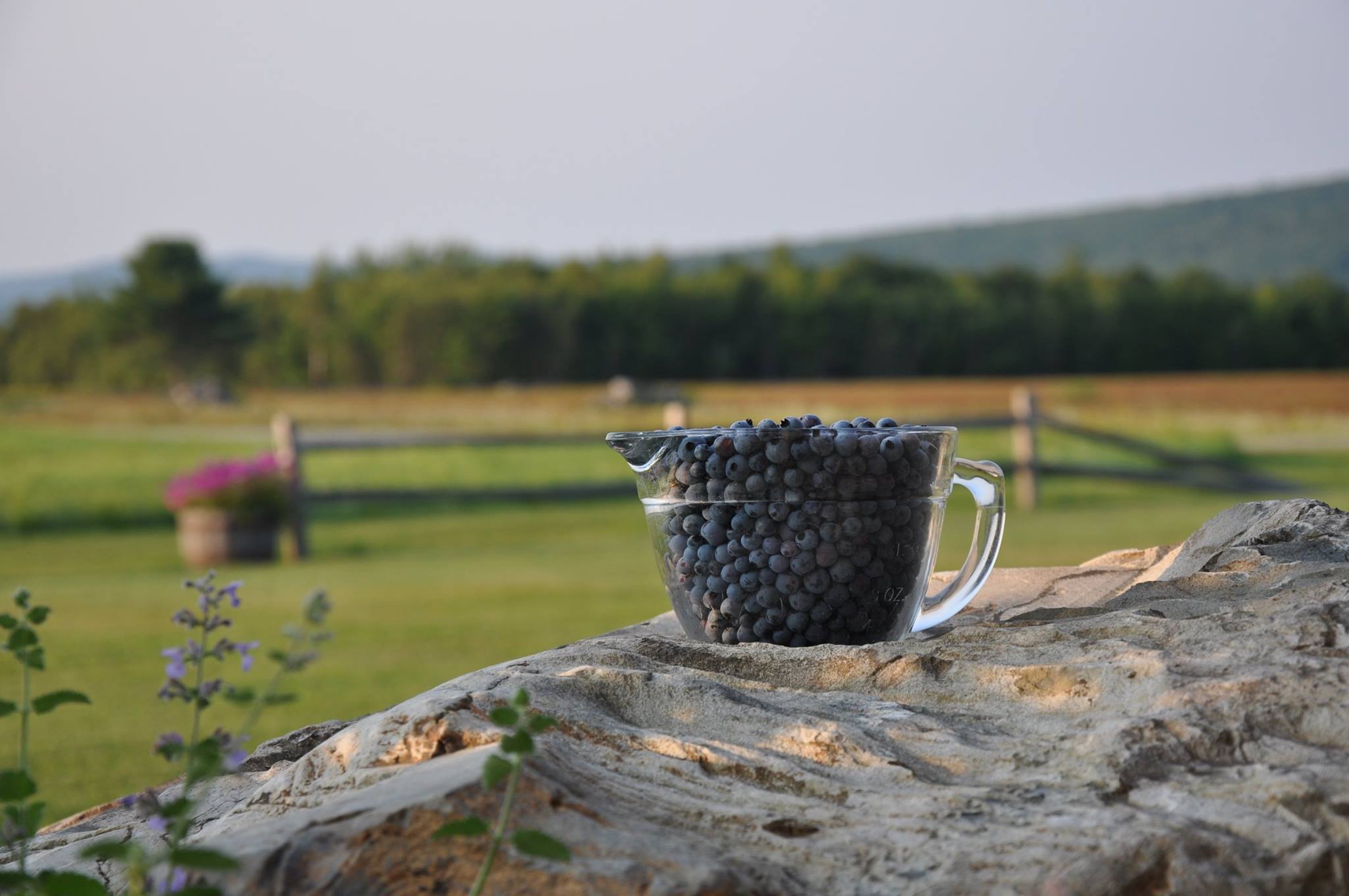 Alexander's Wild Maine Blueberries