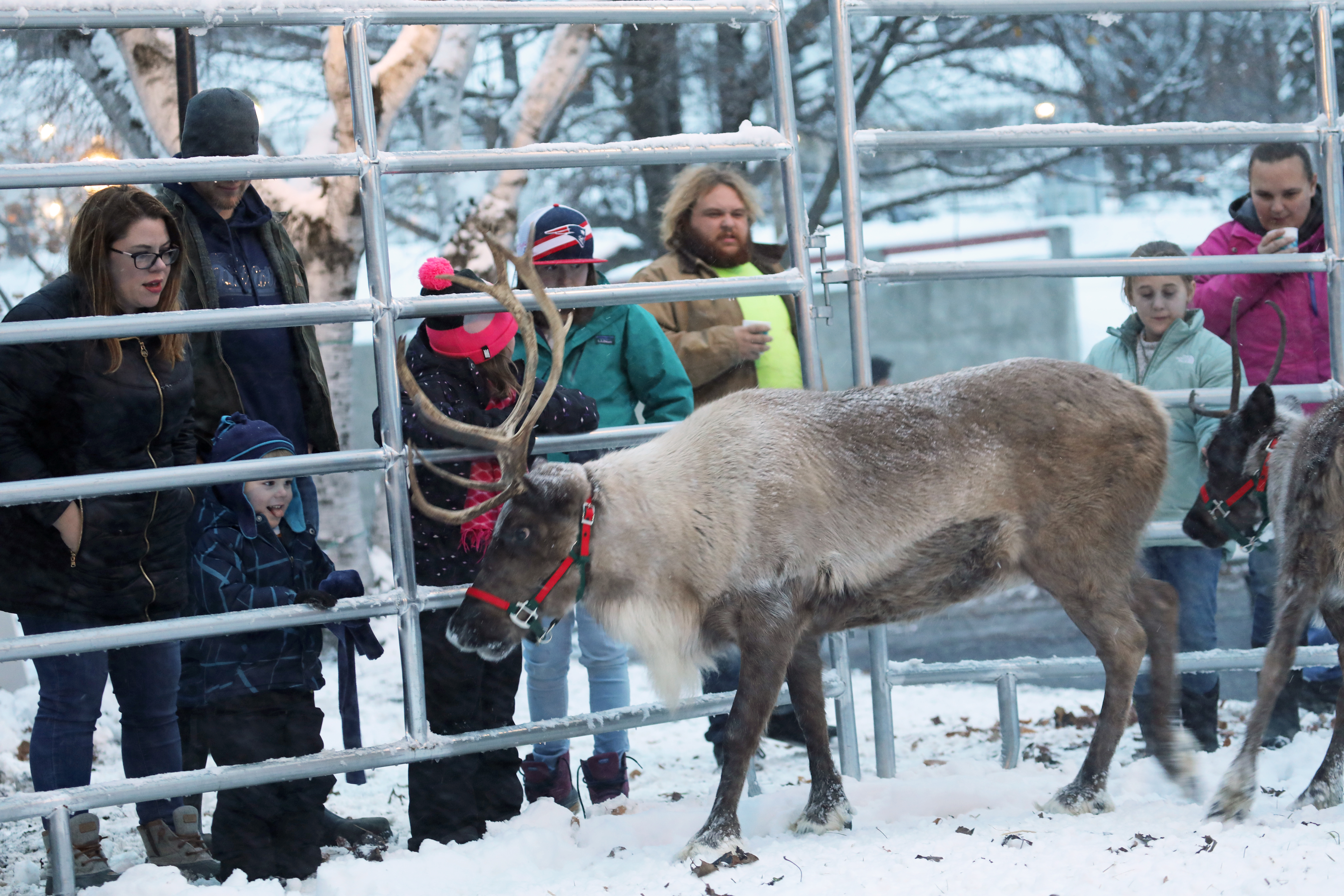 Live Reindeer & Small Business Saturday in Caribou, Maine